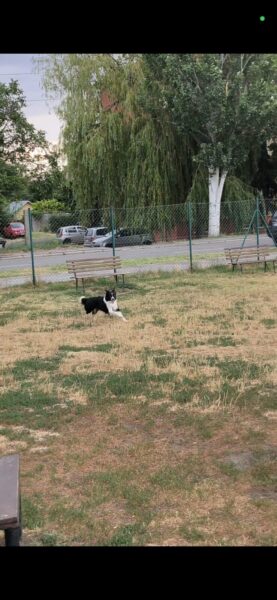 Venčenie psov Okres NZ/KN/Šaľa